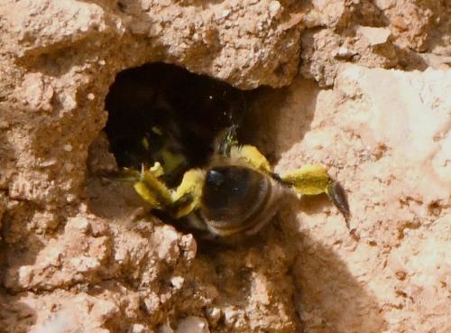 Andrena sp.